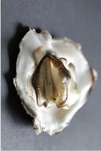 oyster.jpg